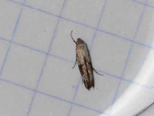 Epermenia chaerophyllella